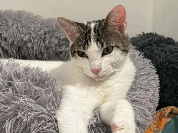 À adopter : chaton femelle de 8 mois