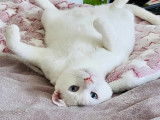 Prêt pour l’adoption : chat blanc