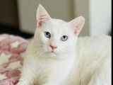 Prêt pour l’adoption : chat blanc