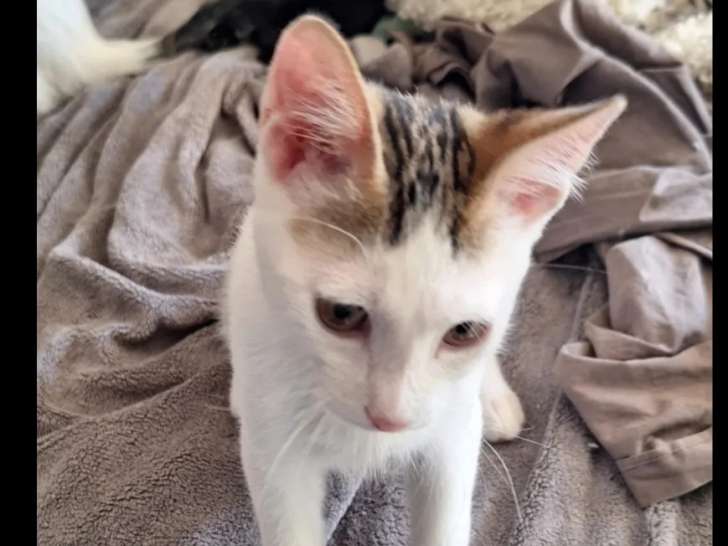 Adoption disponible : chaton mâle tigré blanc