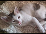 Adoption disponible : chaton mâle tigré blanc