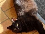 Chatte noir et feu à accueillir