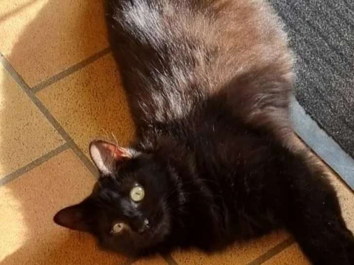 Chatte noir et feu à accueillir
