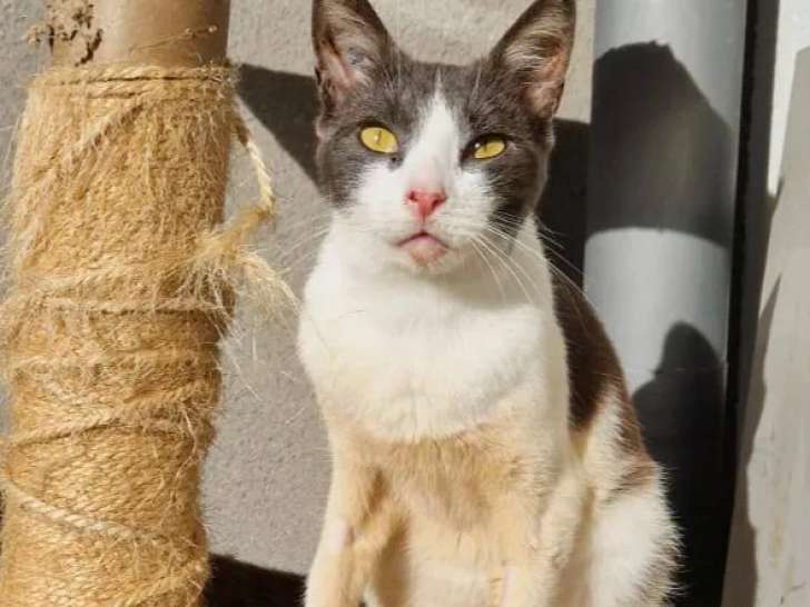 Chat gris et blanc en attente d’une famille