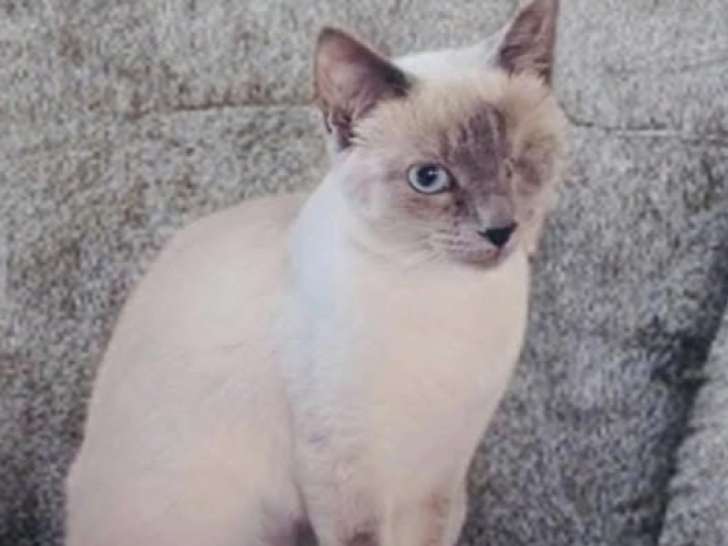 Disponible à l’adoption, chatonne de 7 mois