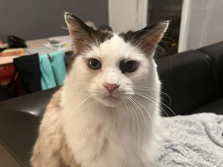 À la recherche d’un foyer, chat adulte