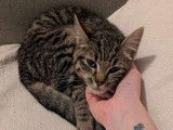 Adoption disponible : chaton mâle de 5 mois
