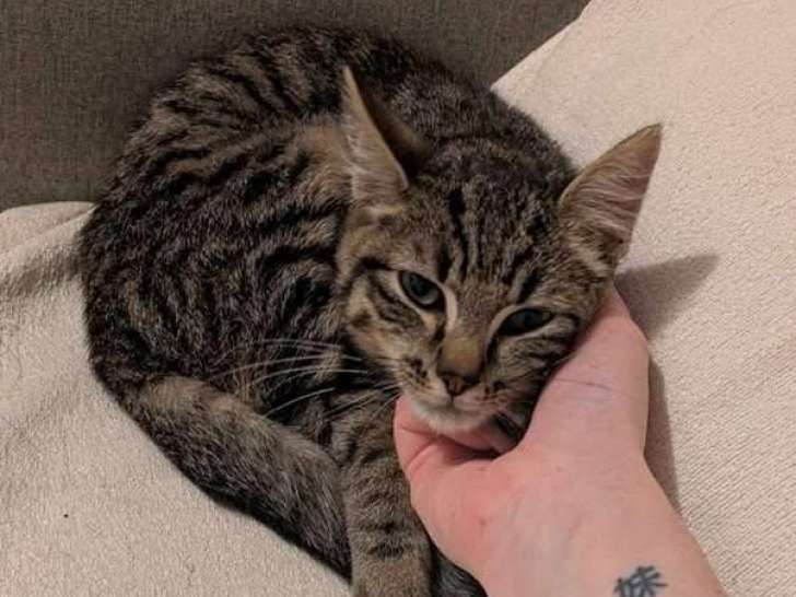Adoption disponible : chaton mâle de 5 mois