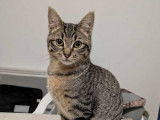 Adoption disponible : chaton mâle de 5 mois