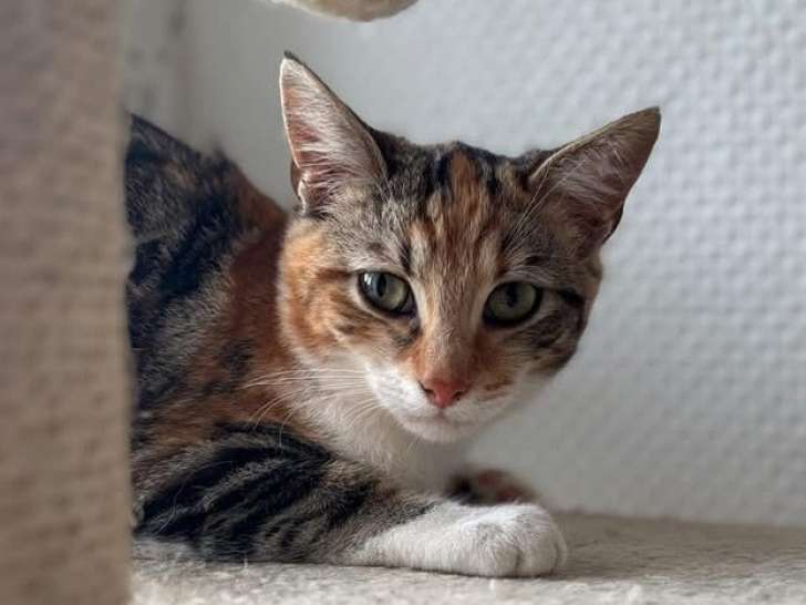 À adopter : chaton femelle de 4 mois