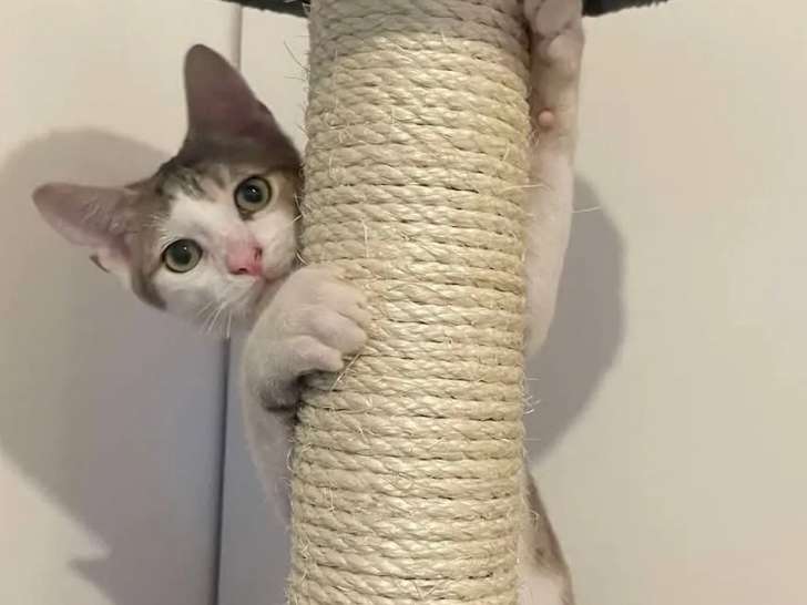 À adopter : chaton mâle de 8 mois