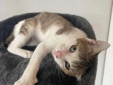 À adopter : chaton mâle de 8 mois