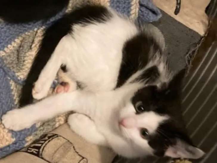 Disponible à l’adoption : chatonne de 7 mois