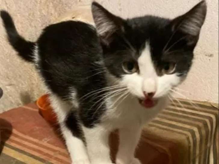 Prêt pour l’adoption : chaton mâle âgé de 7 mois