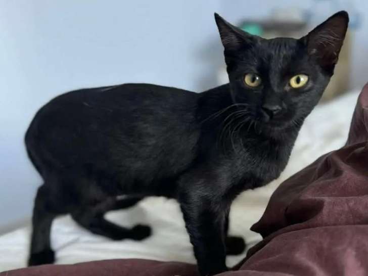 À accueillir : chaton mâle noir
