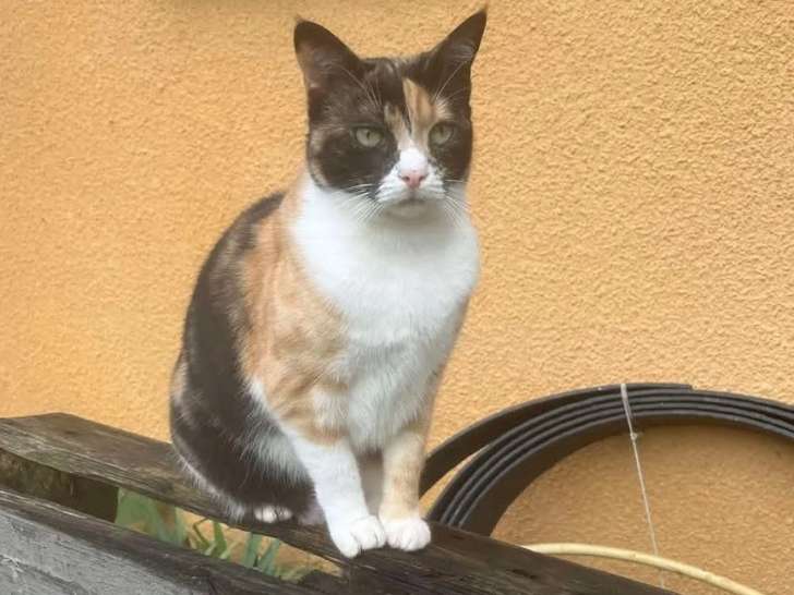 À la recherche d’une famille : deux chattes de 2 ans e
