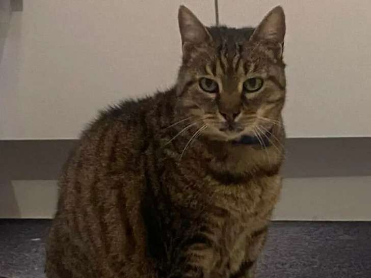 Adoption disponible : chatte âgée de 3 ans