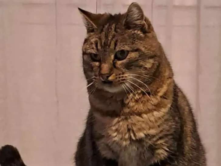 Chatte de 4 ans à adopter