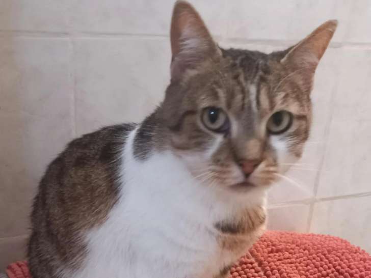 Chatte de 4 ans prête pour l’adoption