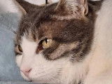 Chatte gris et blanc à la recherche d’un foyer