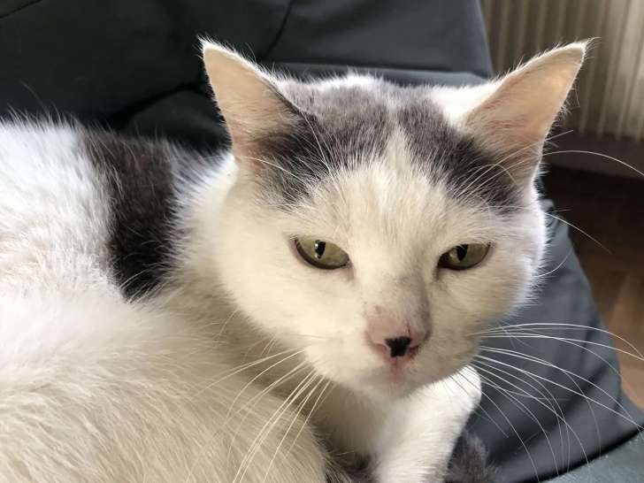Chatte de 7 ans en quête d’une famille