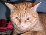 Adoption disponible : chatte tigré roux