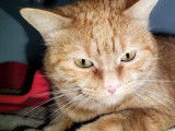 Adoption disponible : chatte tigré roux