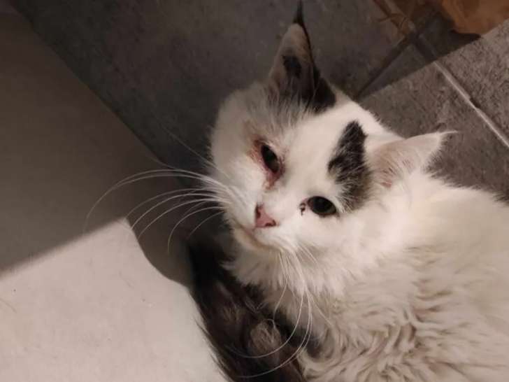 Chatte de 5 ans prête pour l’adoption
