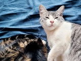 Chatonne tigrée en attente d’une famille