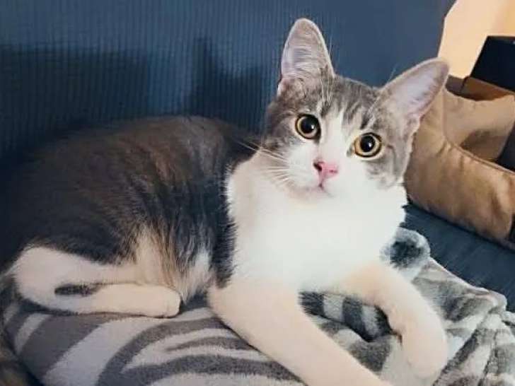 Chatonne tigrée en attente d’une famille