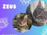 Chaton mâle de 8 mois à la recherche d’un foyer