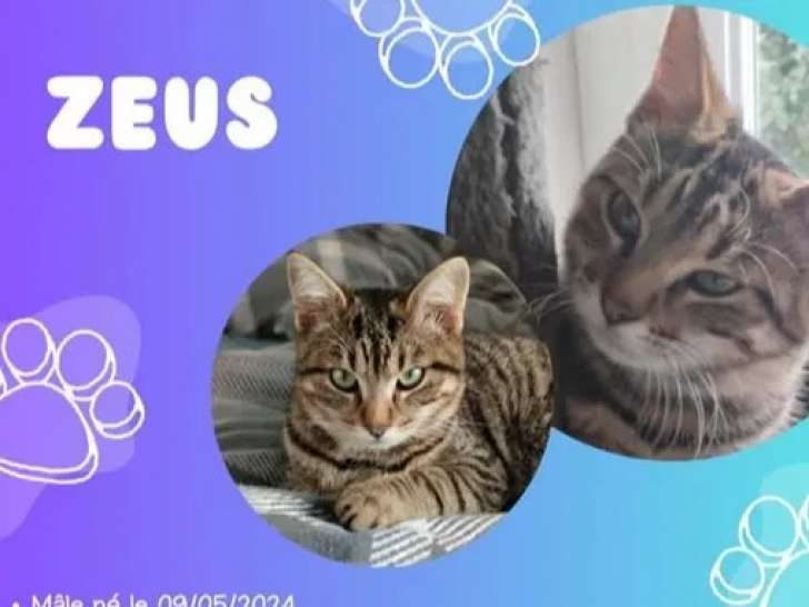 Chaton mâle de 8 mois à la recherche d’un foyer