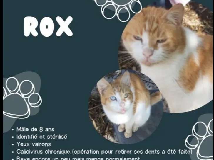 Chat roux et blanc en quête d’une famille