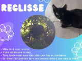 Adoption disponible : chatonne de 6 mois