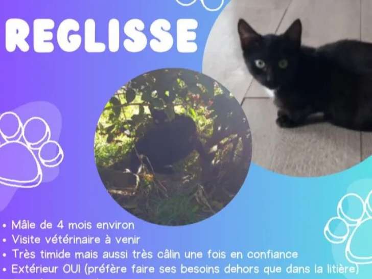 Adoption disponible : chatonne de 6 mois