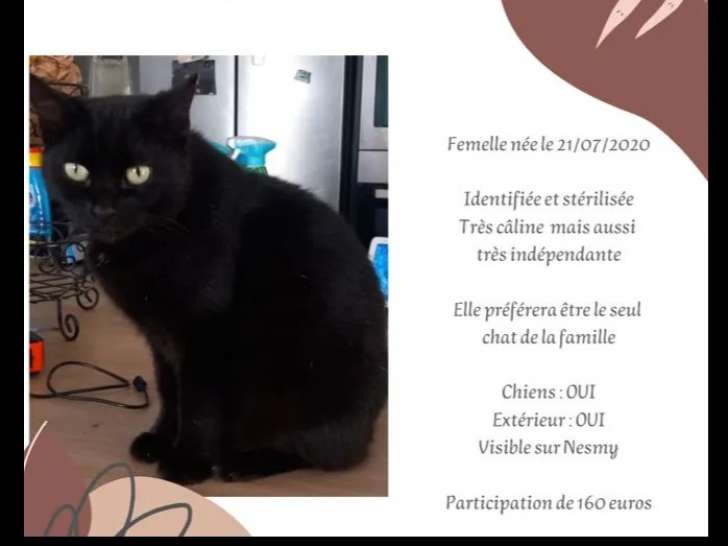 À adopter, chatte au pelage noir