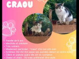 Disponible à l’adoption, chatte tigré blanc