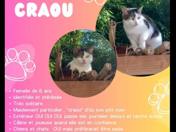 Disponible à l’adoption, chatte tigré blanc