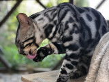 Mâle Bengal de pure race disponible pour saillie