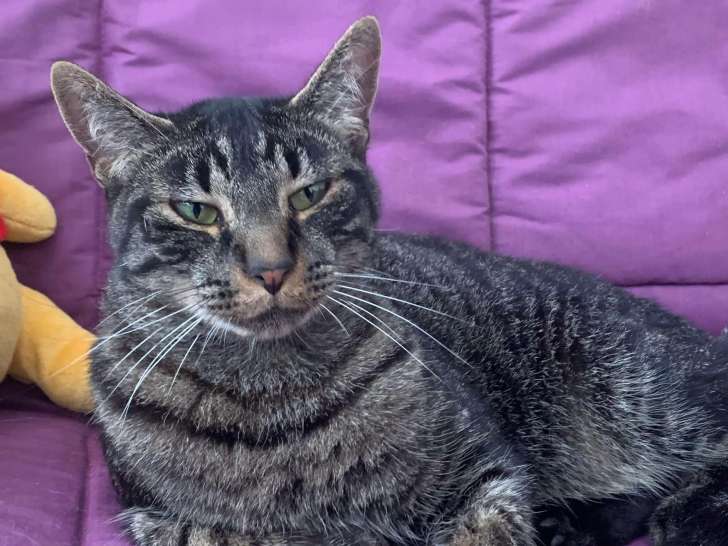À adopter : chat de 2 ans