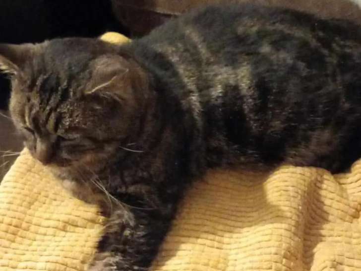 Disponible à l'adoption : chat tigré