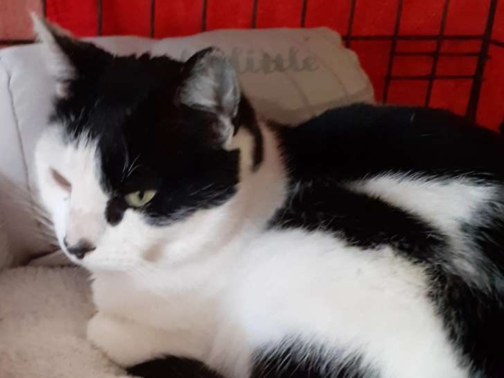 Prêt pour l'adoption : chat noir et blanc
