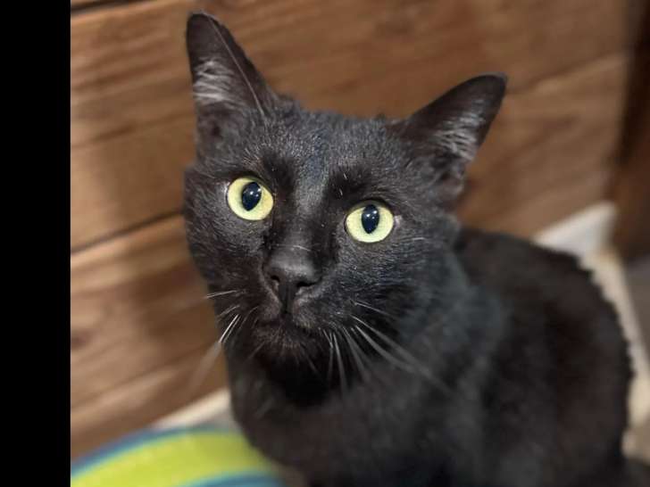 En attente d'une famille : chat de 5 ans