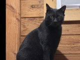 En attente d'une famille : chat de 5 ans