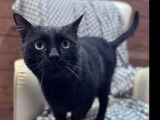 En attente d'une famille : chat de 5 ans
