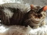 Adoption disponible : chatte de 8 ans