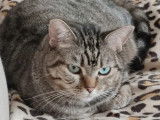 Adoption disponible : chatte de 8 ans