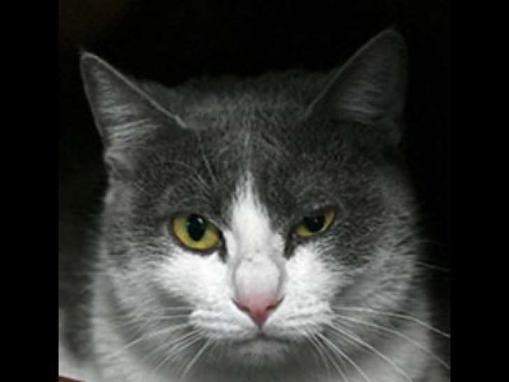 Chatte gris et blanc à adopter