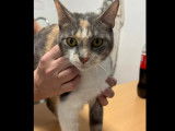 Chatte d'un an en attente d’un foyer