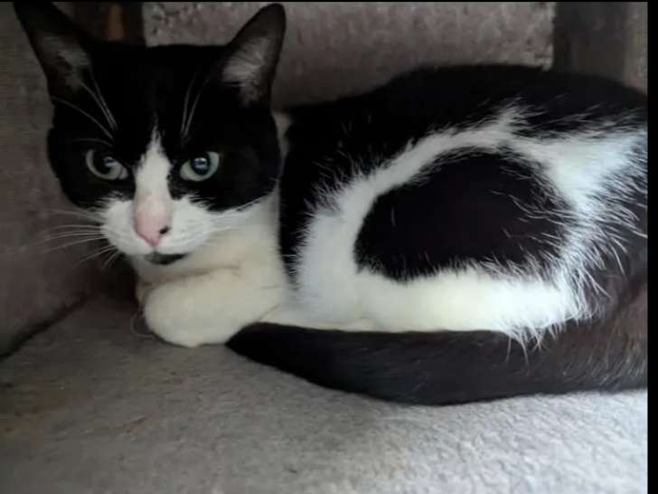 Chatte noir et blanc à la recherche d'une famille